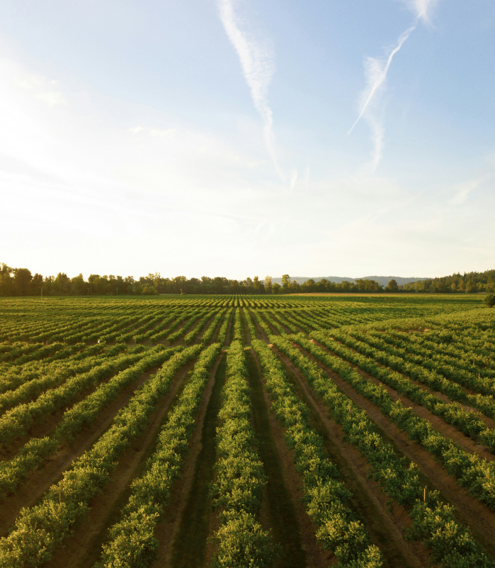 agriculture